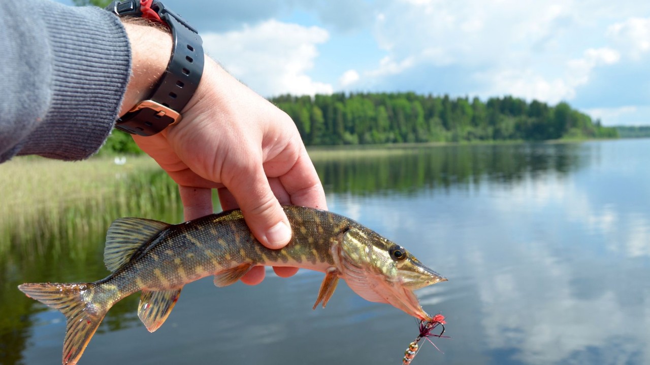 Селигер рыбалка